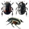 Hister quadrimaculatus